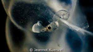 The development of SQUID is visible in the picture. These... by Jeannot Kuenzel 